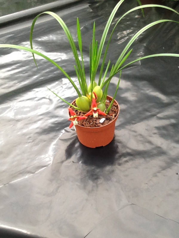 Maxillaria tenuifolia 