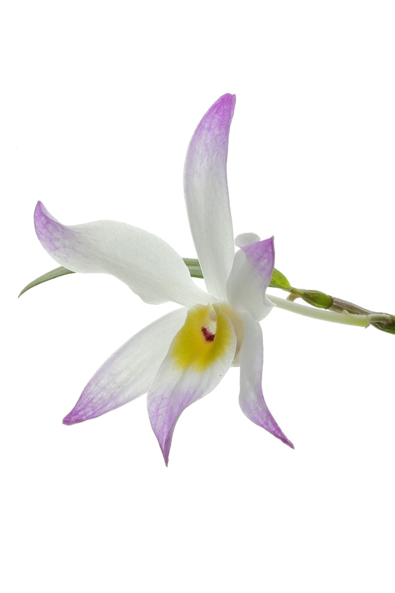 Dendrobium vietnamense