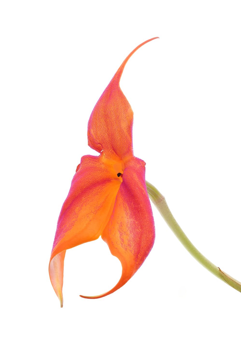 Masdevallia Hybride Select (Rot-Orange)