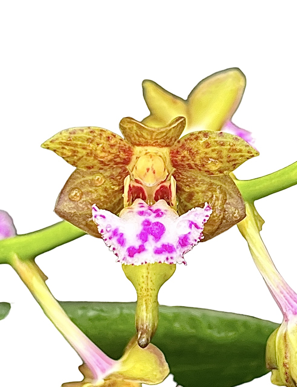 Vanda flabellata