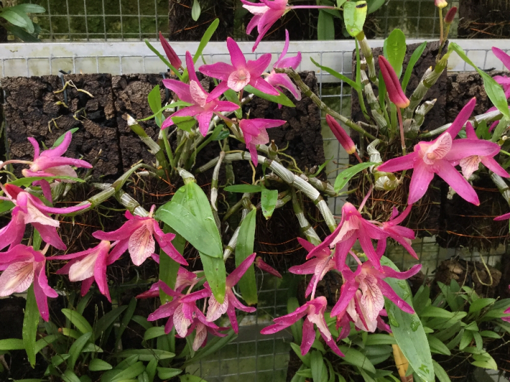 Dendrobium Rainbow Dance