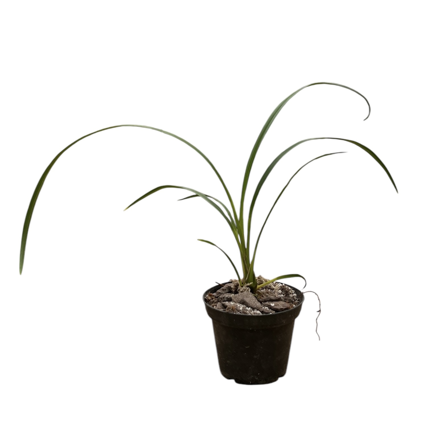 Cymbidium dayanum 'Red' 