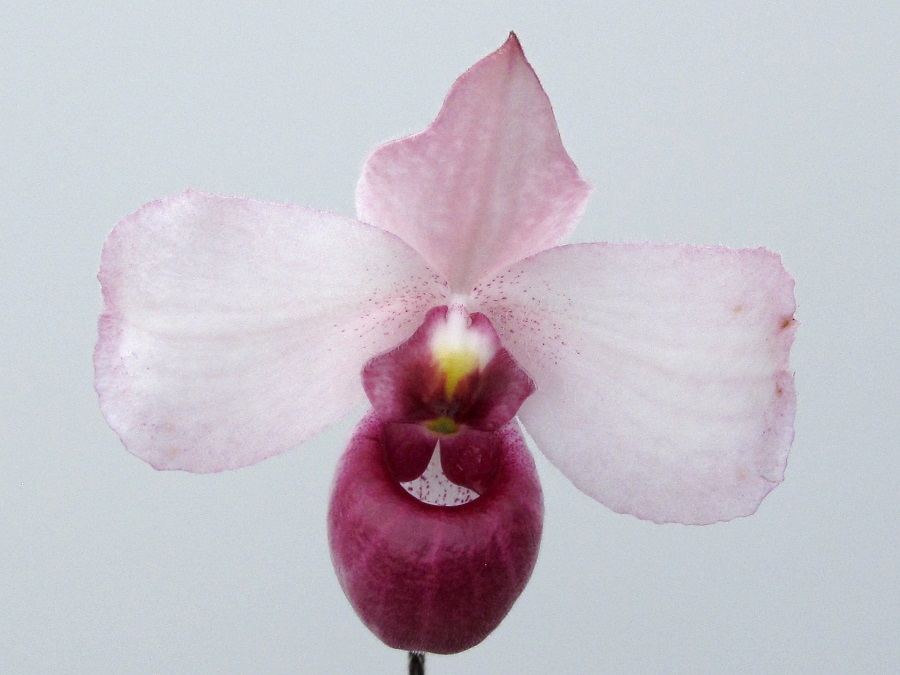 Paphiopedilum delenatii 'vinicolor'