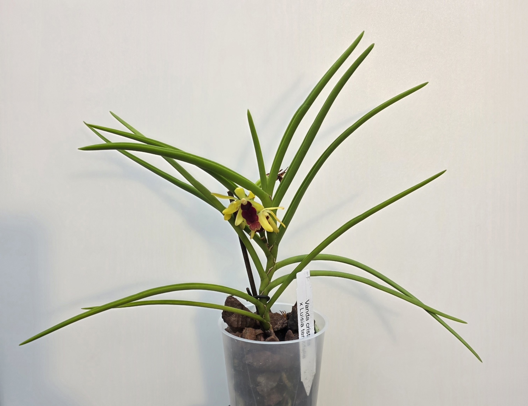 Vanda cristata x Luisia teretifolia