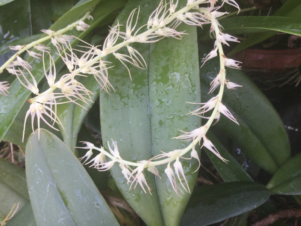 Bulbophyllum cocoinum