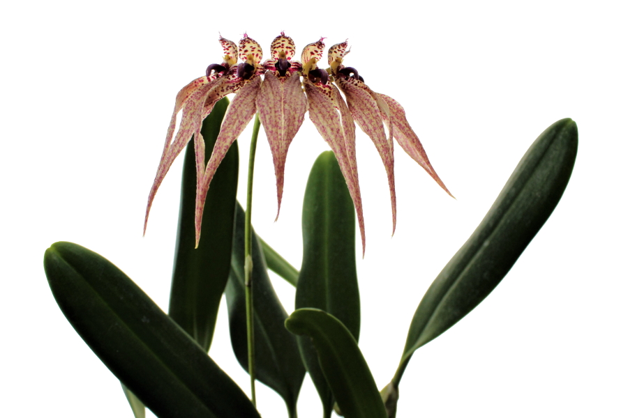 Bulbophyllum picturatum Hybr.