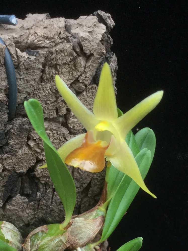 Dendrobium nakaharae (Epigeneium nakaharae)