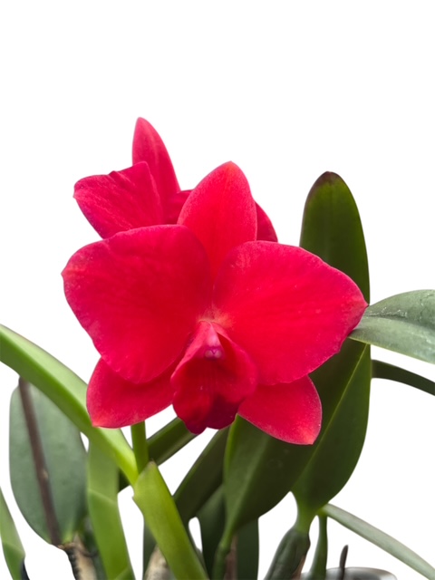 Sophronitis coccinea Hybride