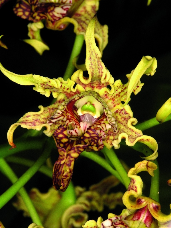 Dendrobium spectabile