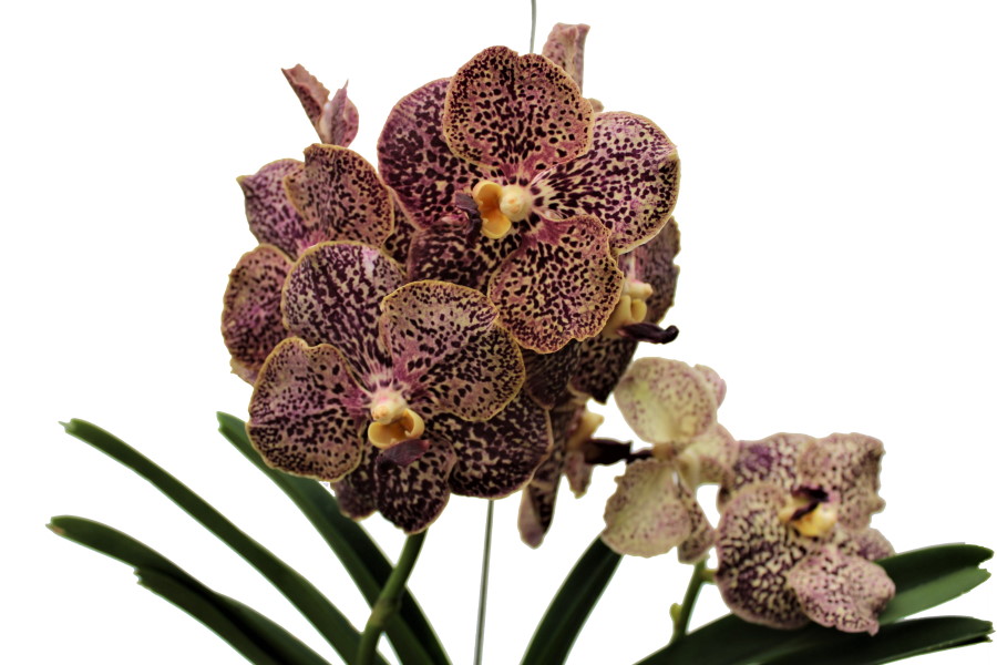 Vanda SUNANDA® Ocelot Sienna 