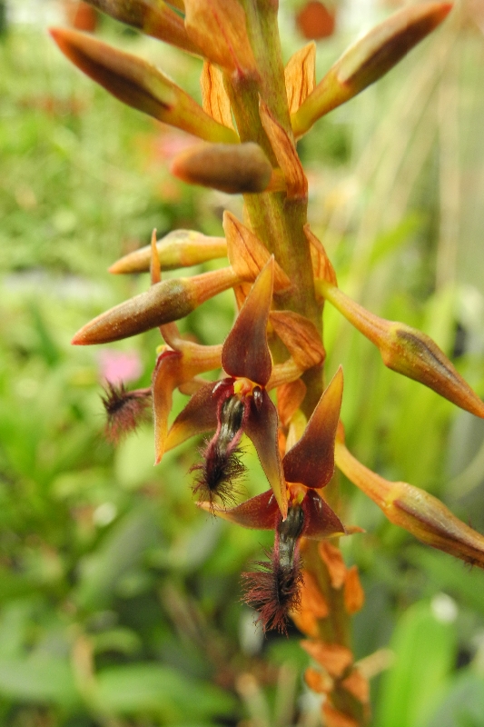 Bulbophyllum distans
