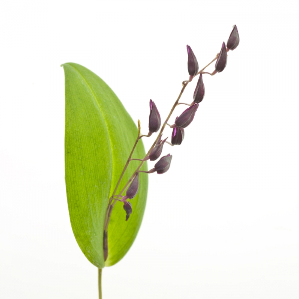 Pleurothallis powellii dark