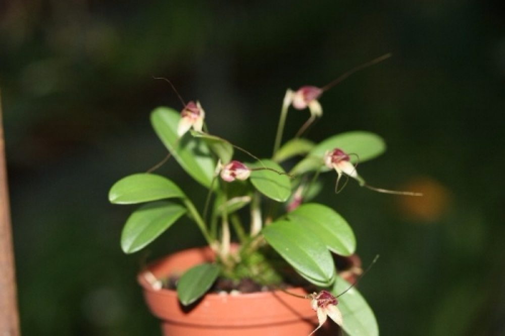 Masdevallia nidifica (getopft)