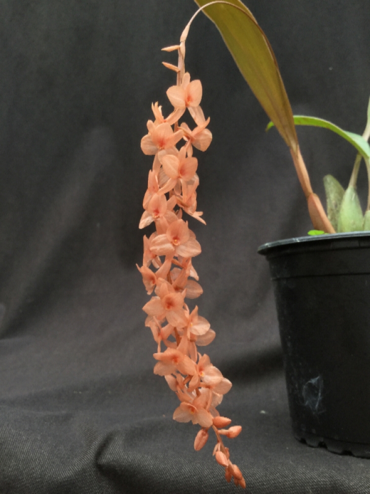 Dendrochilum (Coelogyne) hampelii