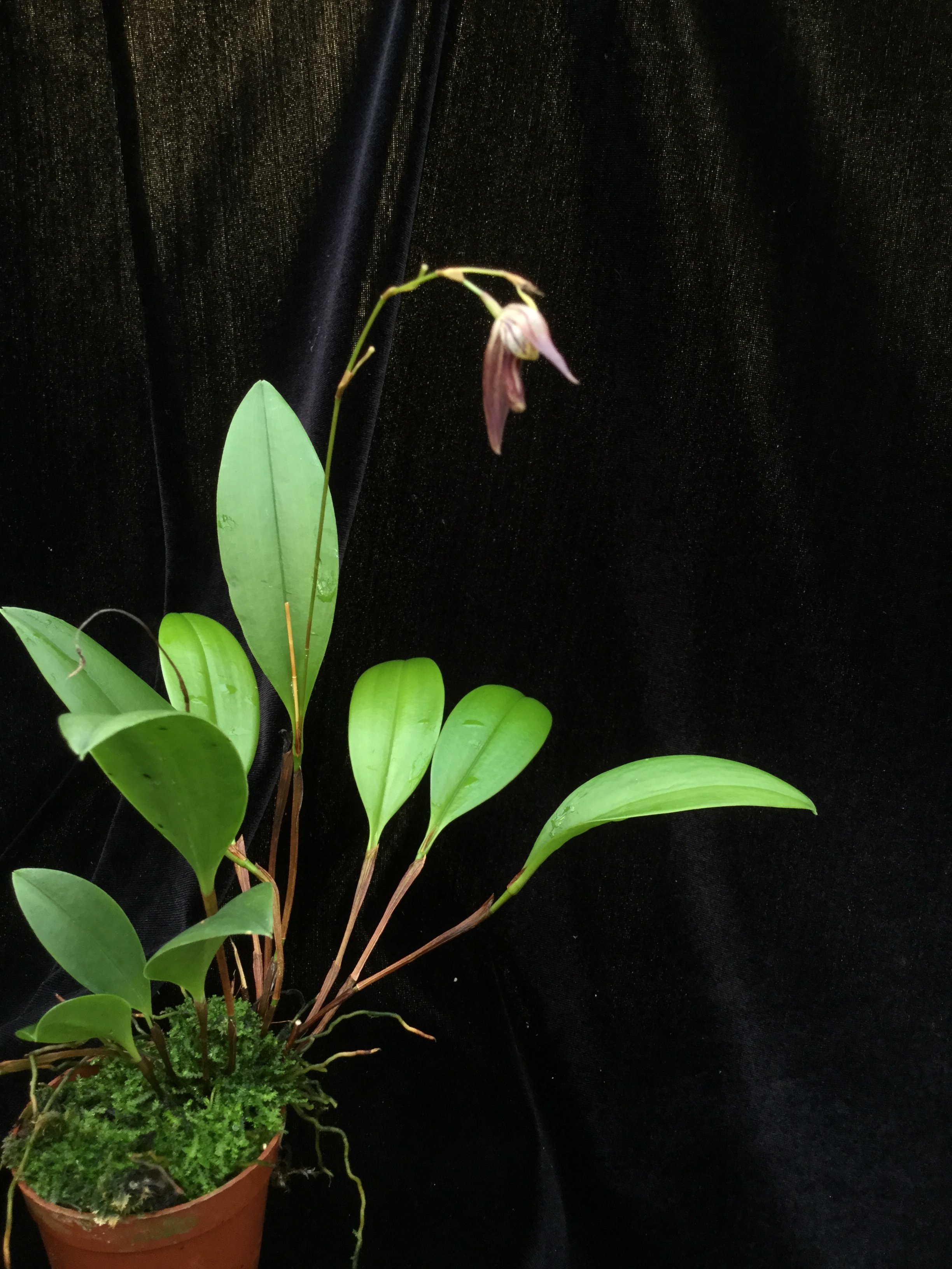 Pleurothallis pachyglossa