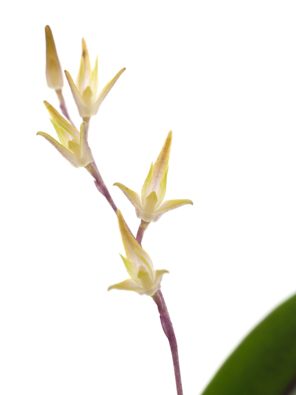 Pleurothallis sp. Machu Picchu