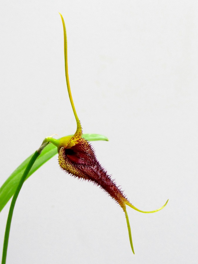 Masdevallia benettii