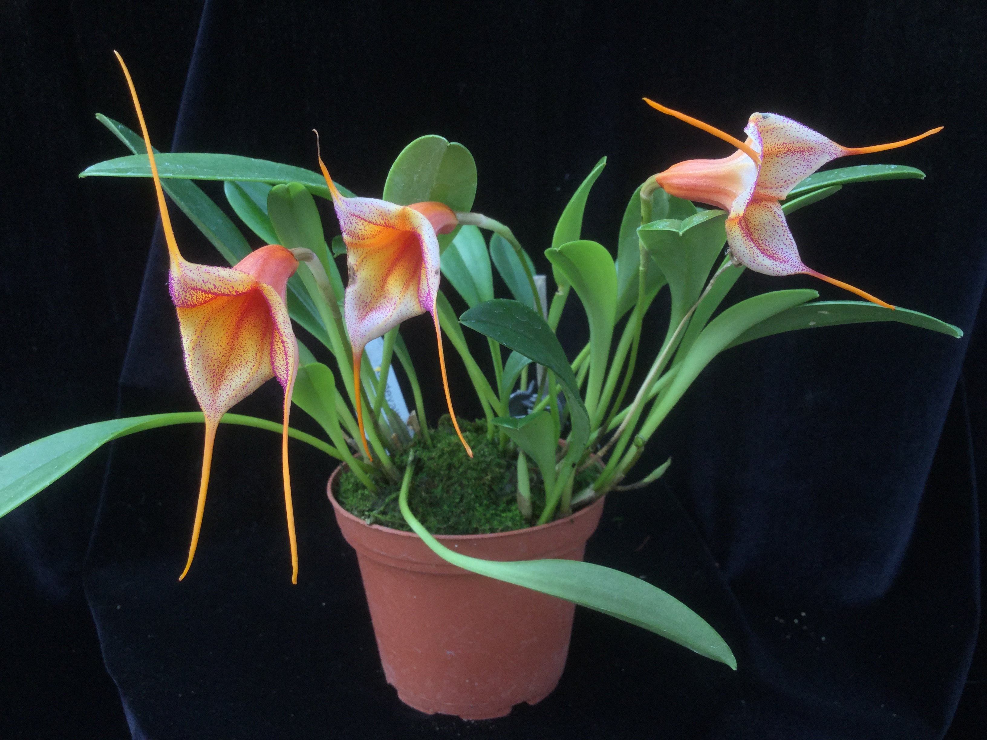 Masdevallia Whiskers