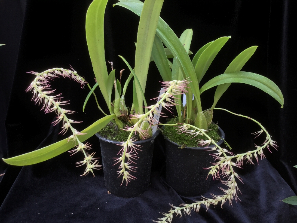 Bulbophyllum cocoinum