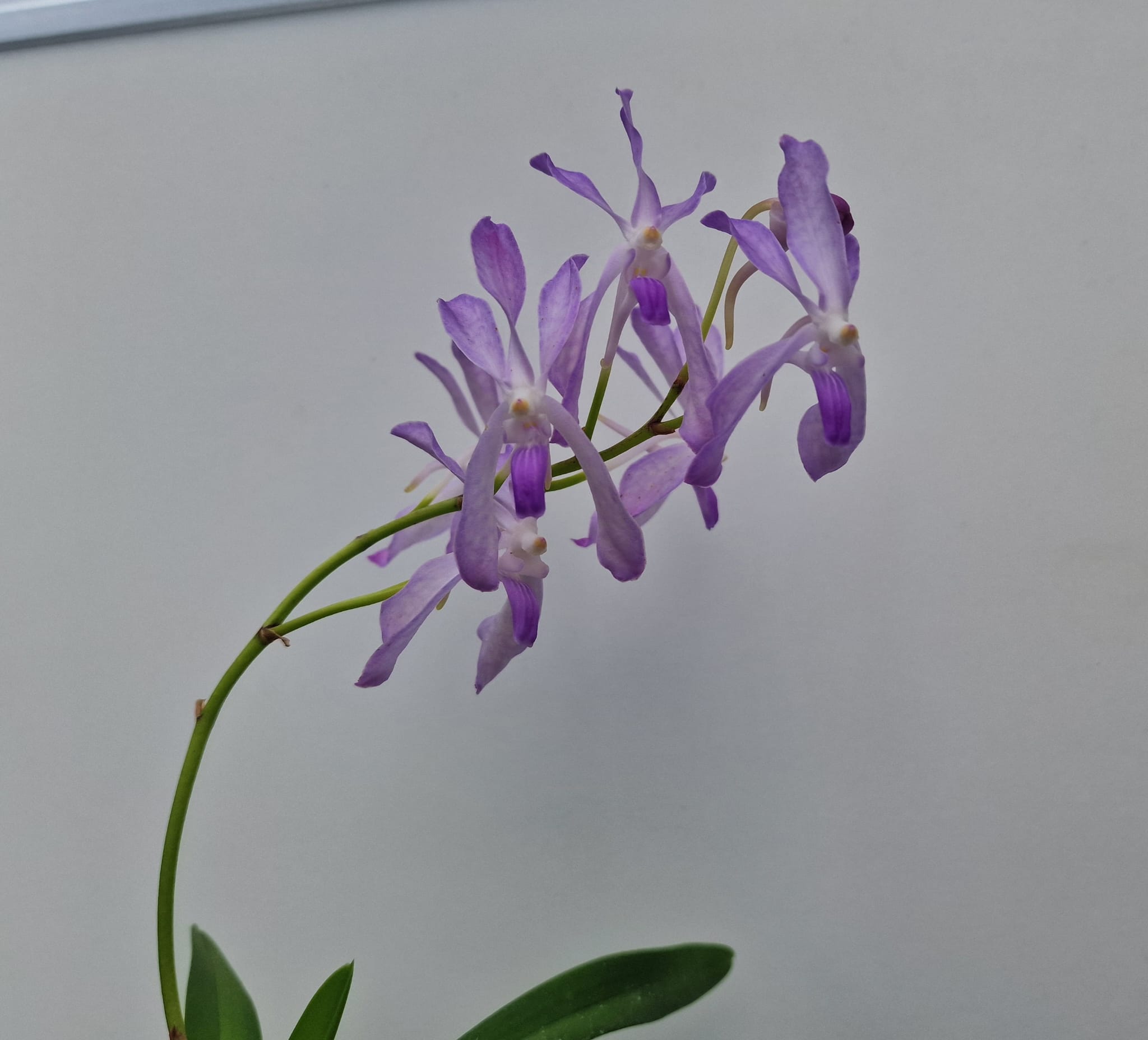 Vandofinetia Pat Arcari (Neofinetia falcata x Vanda coerulea)