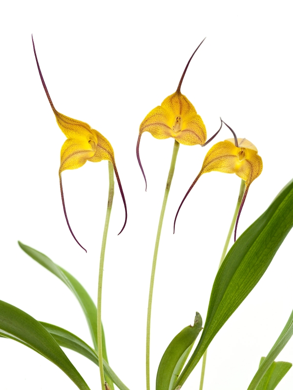 Masdevallia triangularis (mounted)