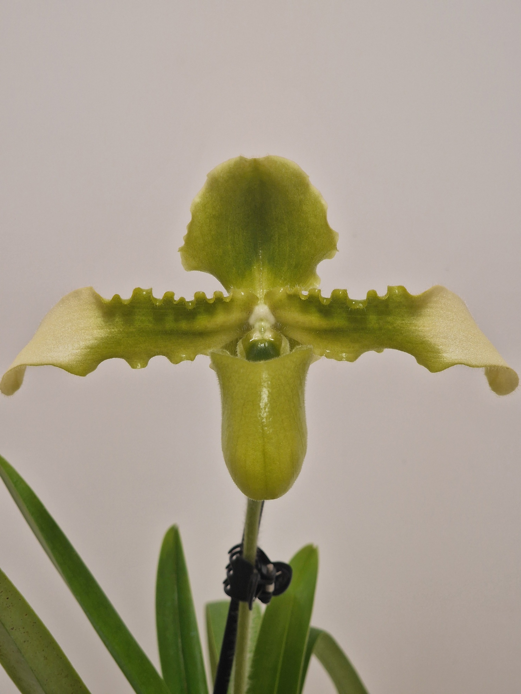 Paphiopedilum hirsutissimum frm. album