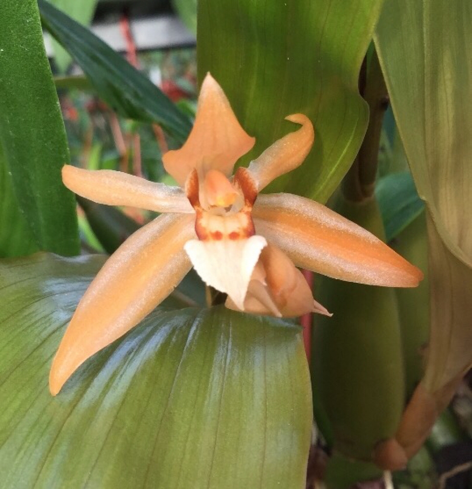 Coelogyne speciosa x miniata