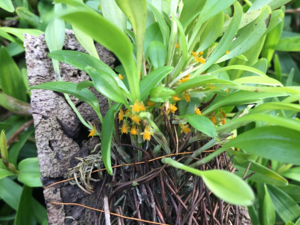 Platystele stenostachya