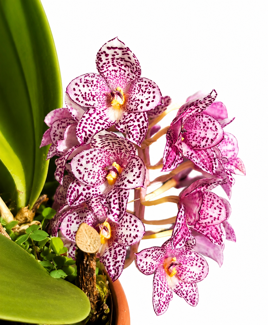 Bulbophyllum kubahense x (lobbii x sumatranum)