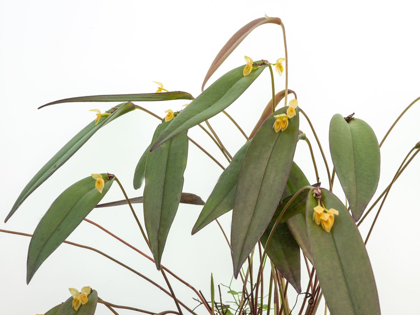 Pleurothallis isthmica