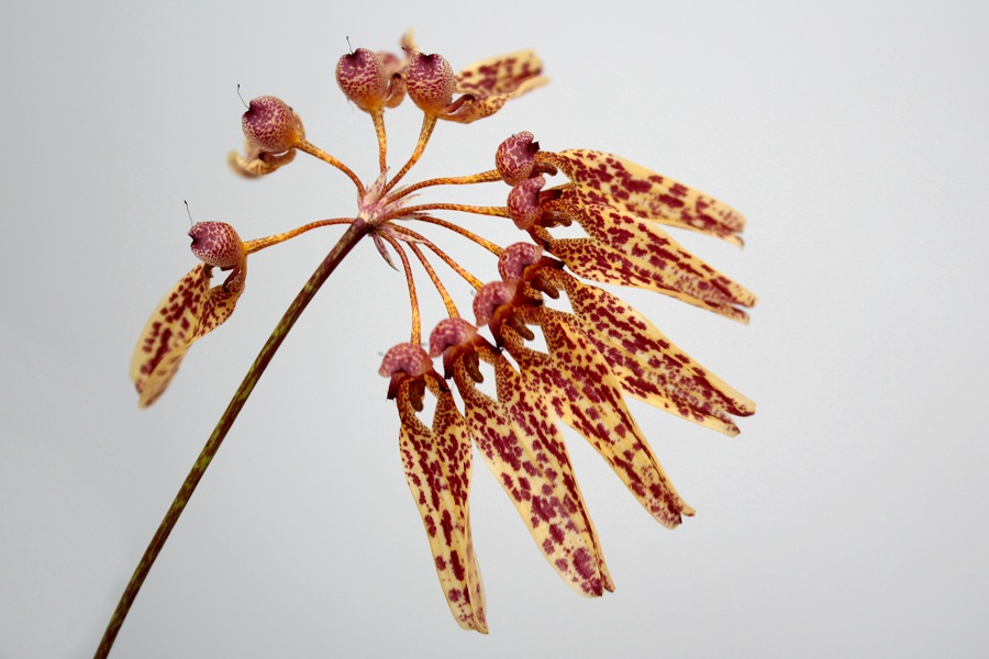 Bulbophyllum longiflorum Black Spots