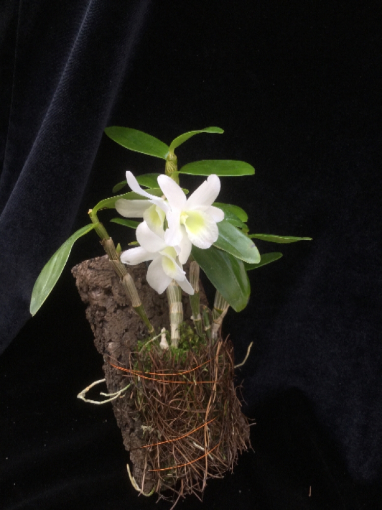 Dendrobium Pocket Lover (aufgebunden)