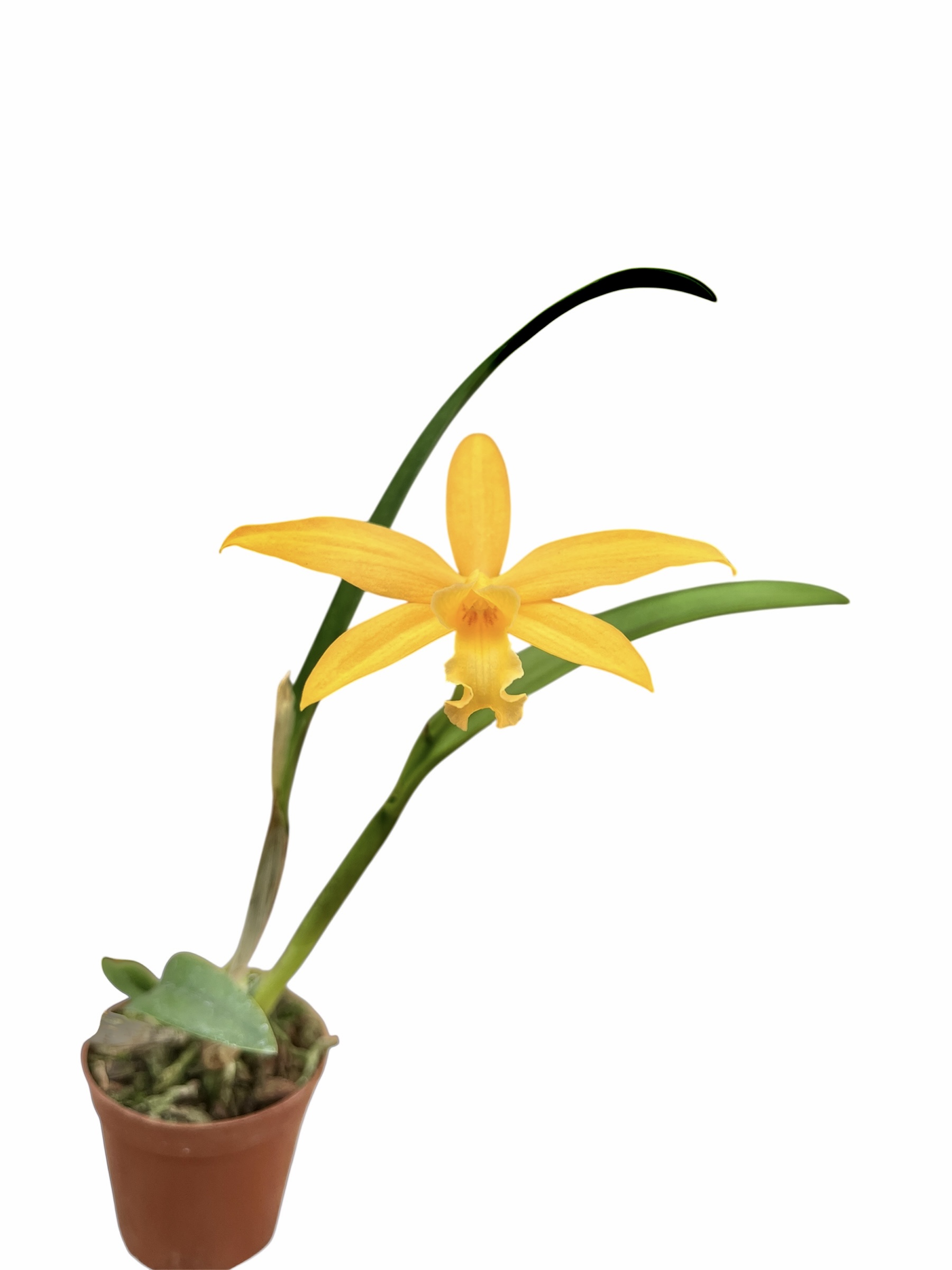 Cattleya praestans x Cattleya harpophylla