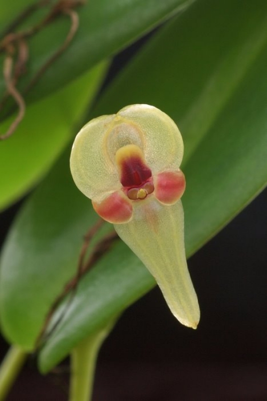 Pleurothallis scurrula