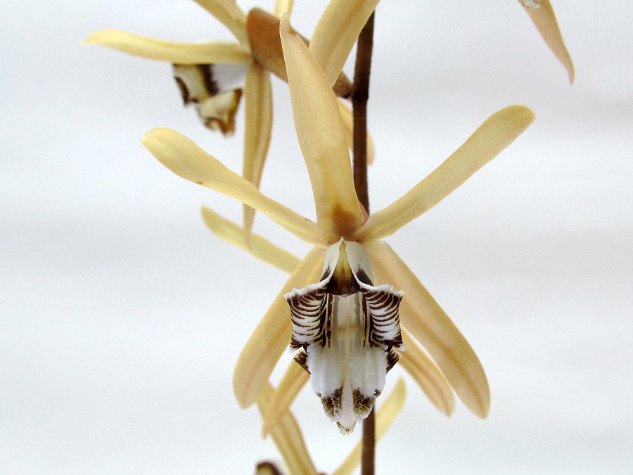 Coelogyne dayana