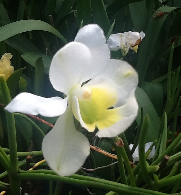 Papilionanthe teres var. alba