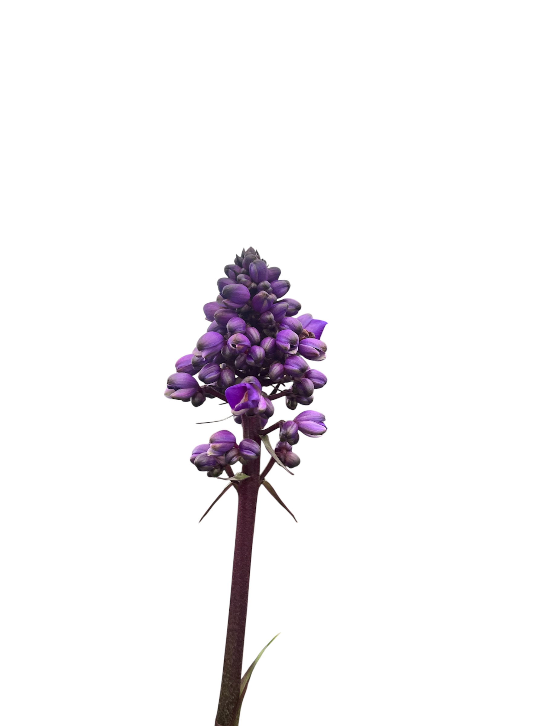 Dichorisandra thyrsiflora blau