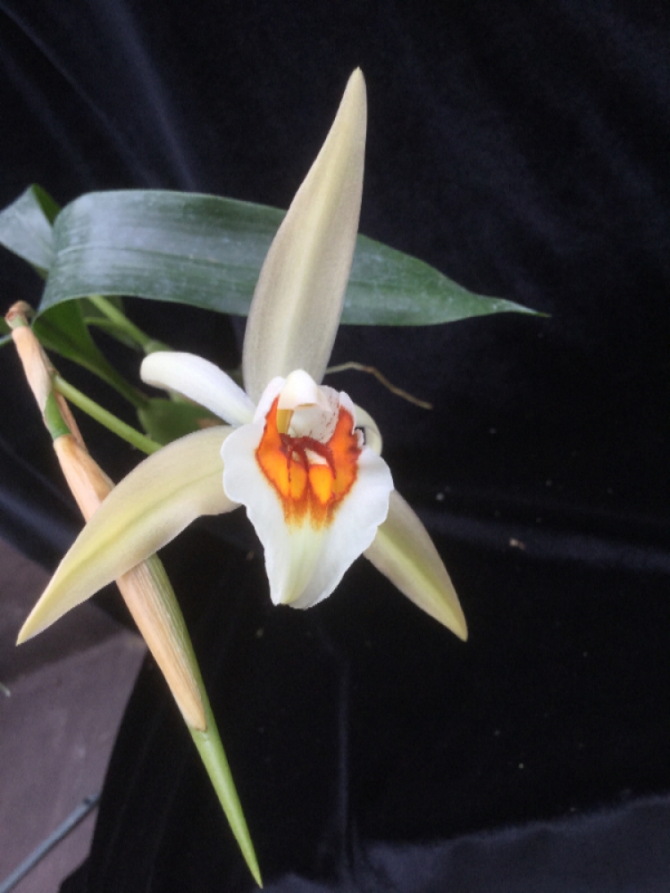 Coelogyne lawrenceana x punctata
