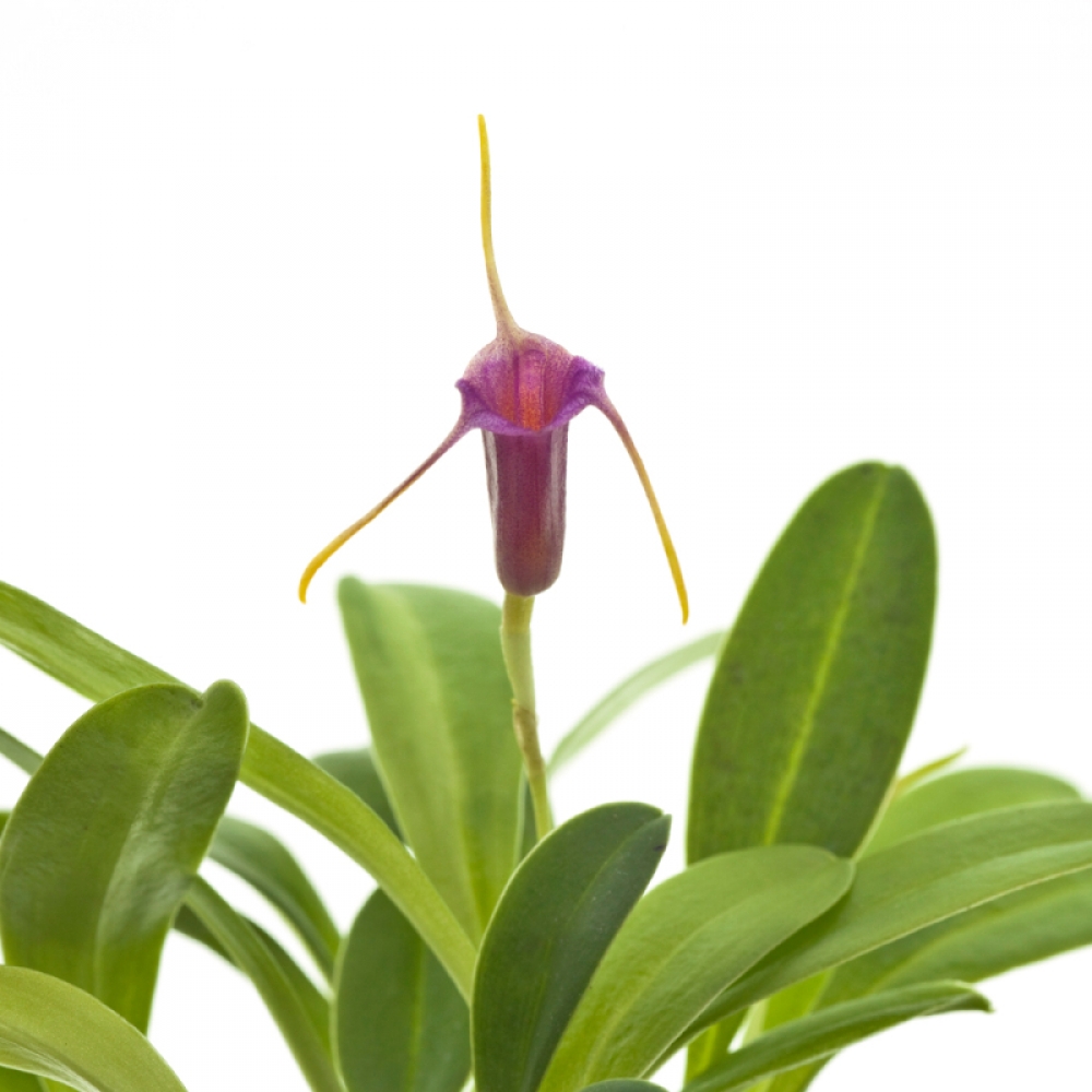 Masdevallia x mystica