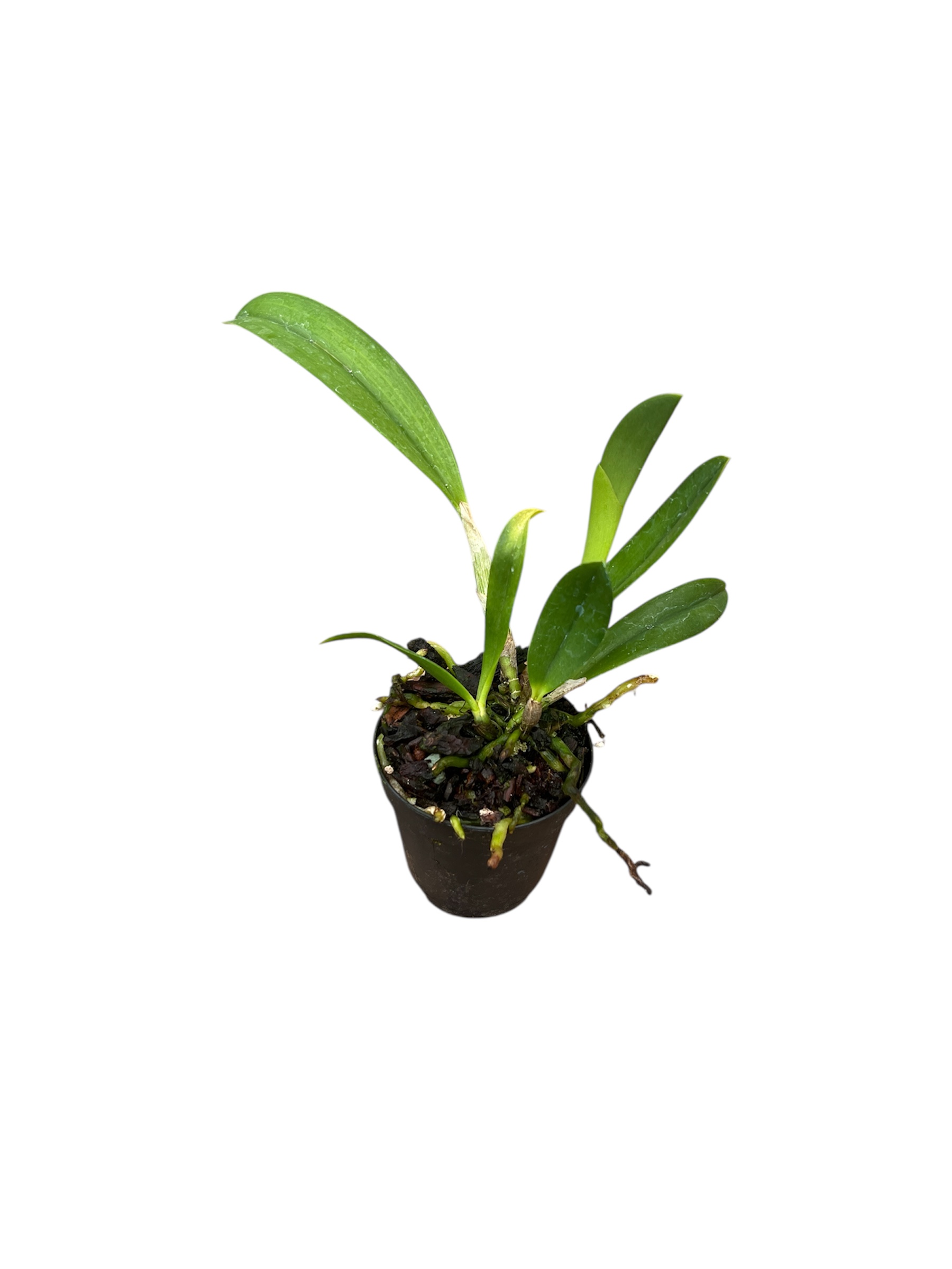 Laelia pumila