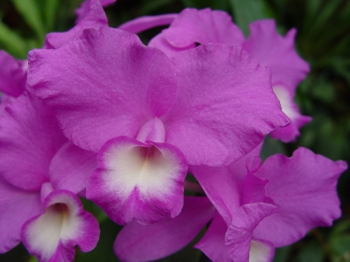 Guarianthe (Cattleya) skinneri 'Carpenteria' FCC/AOS