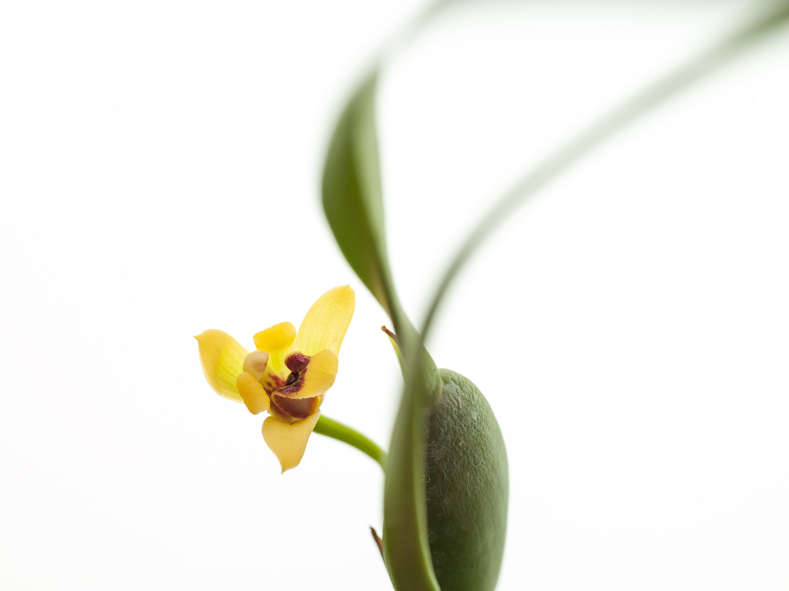 Maxillaria variabilis (gelb/yellow)