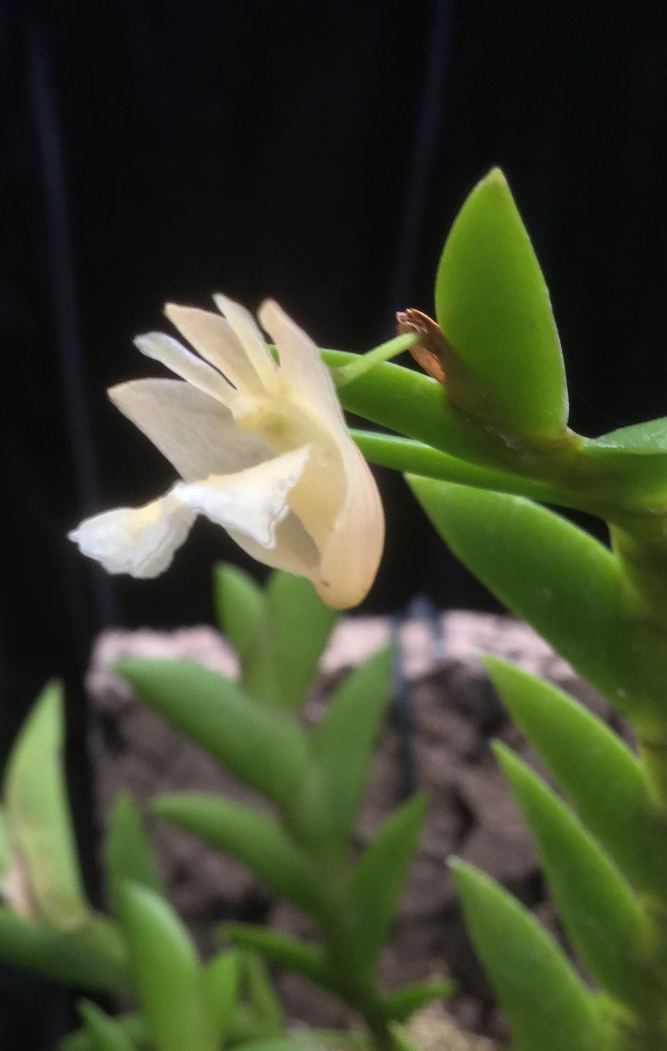 Dendrobium mannii (aufgebunden)