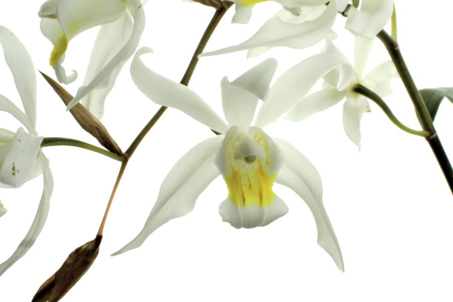 Coelogyne Intermedia (cristata x tomentosa)