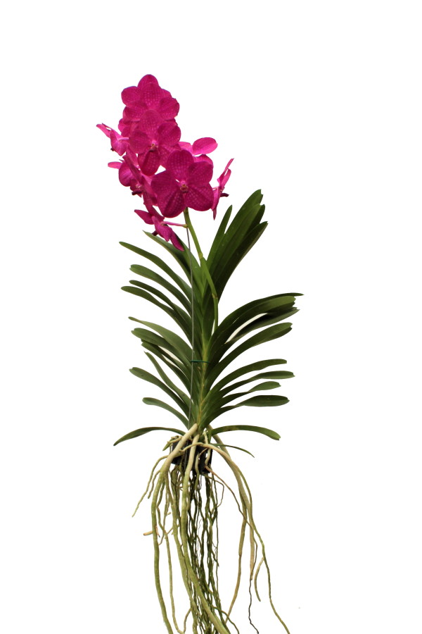 Vanda NITAYA® Raspberry Cerise