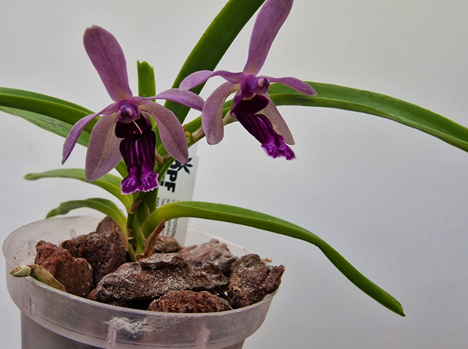 Vanda cristata x (Holcoglossum rupestre x Vanda coerulescens)