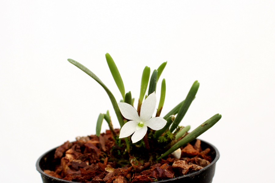 Ceratostylis pristina