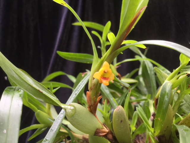 Maxillaria caespitifica