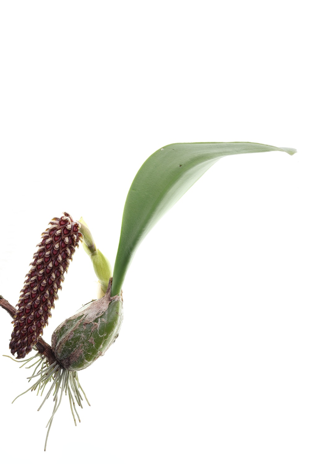 Bulbophyllum careyanum