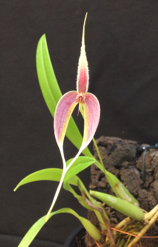 Bulbophyllum blumei(aufgebunden)